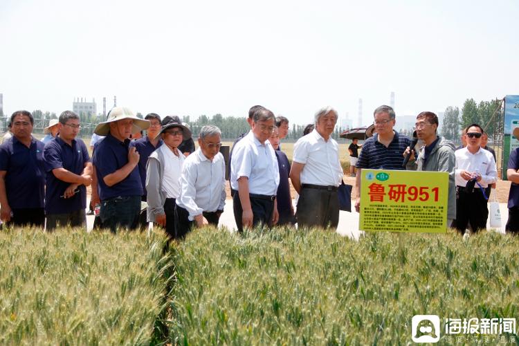 “鲁研951”领跑小麦单产新纪录！山东省农业科学院小麦新品种观摩会举行